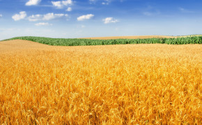Wheat Field Wallpaper 3840x2160 57182
