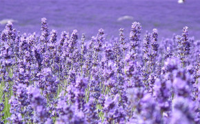 Purple Field Wallpaper 2880x1800 56892