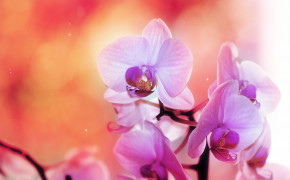 Orchid HD Photo 06232