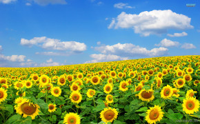Sunflower Field Wallpaper 1920x1200 57061