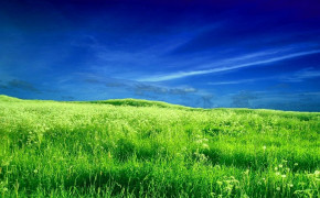 Grass Field Wallpaper 1024x768 56678
