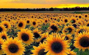 Sunflower Field Wallpaper 1080x1920 57043