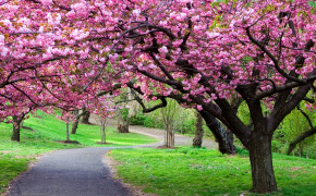 Cherry Blossom Tree Wallpaper 3840x2160 56557