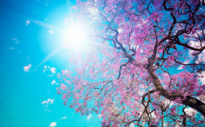 Cherry Blossom Tree Wallpaper 1120x700 56559