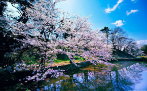 Japanese Cherry Blossom Wallpaper 1920x1200 56724