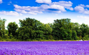 Lavender Field Wallpaper 1441x1280 56781