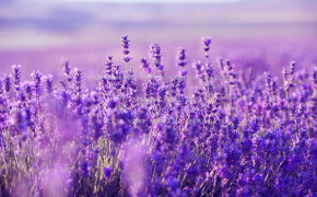 Lavender Field Wallpaper 2000x1330 56793