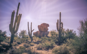 Cactus Desert Wallpaper 1332x850 56551