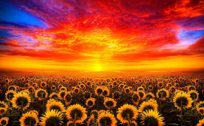 Sunflower Field Wallpaper 1920x1080 57058