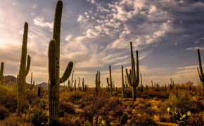 Cactus Desert Wallpaper 2560x1700 56553
