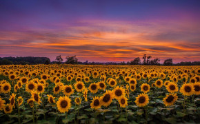 Sunflower Field Wallpaper 2560x1600 57035