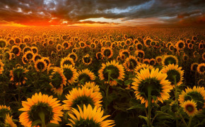 Sunflower Field Wallpaper 1366x768 57057
