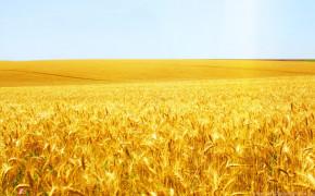 Wheat Field Wallpaper 1920x1200 57167