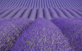 Lavender Field Wallpaper 1049x699 56790