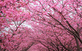 Japanese Cherry Blossom Wallpaper 4000x2667 56723