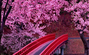 Cherry Blossom Tree Wallpaper 2560x1920 56566