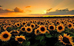 Sunflower Field Wallpaper 1920x1080 57069