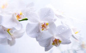 Orchid Background Wallpaper 06229