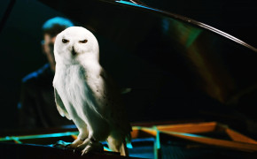 Piano Owl Wallpaper 05898