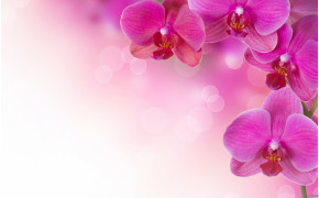 Orchid New Wallpapers 06238
