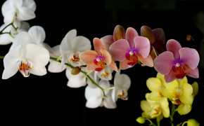 Orchid Latest Wallpapers 06237