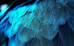 Feather 06085