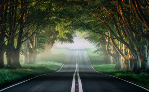 Forest Road Wallpaper 4000x2250 59904