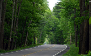 Forest Road Wallpaper 1920x1080 59902