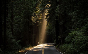Forest Road Wallpaper 2560x1707 59889