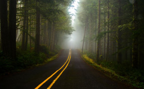 Forest Road Wallpaper 1120x700 59893