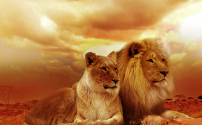 Lioness Wallpaper 1366x768 60001