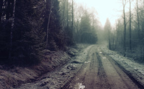 Forest Road Wallpaper 1280x804 59891