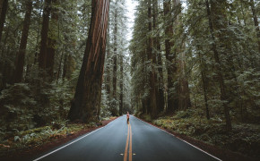 Forest Road Wallpaper 1920x1080 59895