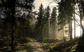 Forest Road Wallpaper 1334x750 59890