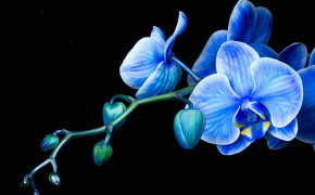 Orchid Desktop Wallpaper 06230