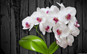 Orchid High Definition Wallpaper 61633
