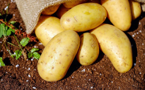Potatoes HD Background Wallpaper 61716