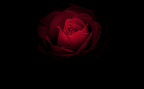 Red Rose Best Wallpaper 61787