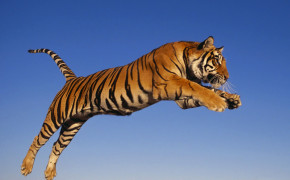 Tiger Best HD Wallpaper 62114