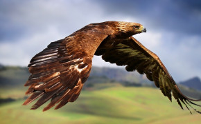 Flying Eagle Wallpaper HD 61402