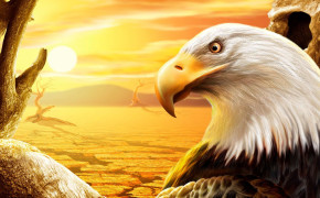Eagle Background Wallpapers 61352