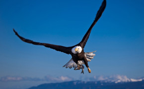 Flying Eagle Widescreen Wallpapers 61405
