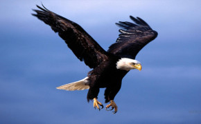 Flying Eagle HD Wallpaper 61399
