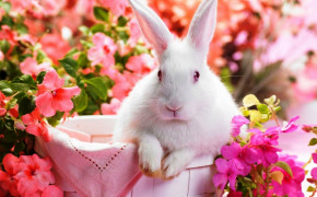 Rabbit Best Wallpaper 61760