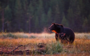 Bear Background Wallpapers 61185