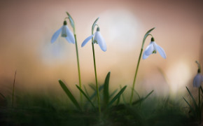 Snowdrop Background Wallpapers 61928