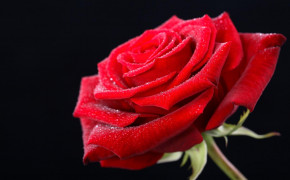 Valentines Day Rose HD Wallpaper 62216