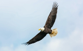 Flying Eagle Wallpaper 61403