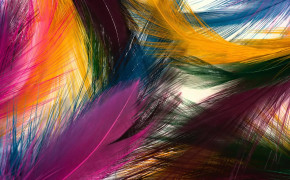 Feather Latest Wallpapers 06080