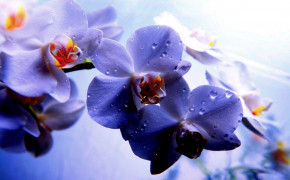 Orchid Background Wallpapers 61626